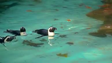 4K实拍北京动物园小企鹅水中畅游嬉戏视频的预览图
